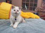 SK021 - Selkirk Rex Kitten For Sale - Los Angeles&comma; CA&comma; US
