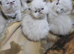 Lucky B Cattery - Exotic Kitten For Sale - Wentzville&comma; MO&comma; US
