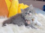 M006 - Minuet Kitten For Sale - Los Angeles&comma; CA&comma; US