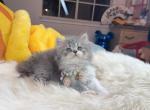 M006 - Minuet Kitten For Sale - Los Angeles&comma; CA&comma; US