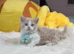 MK028 - Munchkin Kitten For Sale - Los Angeles&comma; CA&comma; US