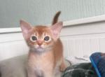 Charles - Abyssinian Kitten For Sale - Mc Lean&comma; VA&comma; US