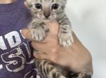 Luxury Silver Bengal kitten - Bengal Kitten For Sale - 