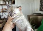 Luxury Snow Lynx Gabriel - Bengal Kitten For Sale - 
