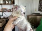 Beautiful snow Bengal - Bengal Kitten For Adoption - 