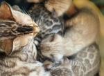 Luxury Bengal kittens snow & silver litter - Bengal Kitten For Sale/Service - 