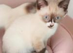 Smirk - Snowshoe Kitten For Sale - Walterboro&comma; SC&comma; US