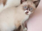 Smirk - Snowshoe Kitten For Sale - Walterboro&comma; SC&comma; US