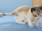 Most Unique - Snowshoe Kitten For Sale - Walterboro&comma; SC&comma; US