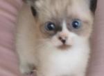 Elfin - Snowshoe Kitten For Sale - Walterboro&comma; SC&comma; US