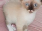 Mouse - Snowshoe Kitten For Sale - Walterboro&comma; SC&comma; US