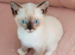 Mouse - Snowshoe Kitten For Sale - 