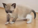 Elfin - Snowshoe Kitten For Sale - Walterboro&comma; SC&comma; US