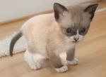 Elfin - Snowshoe Kitten For Sale - Walterboro&comma; SC&comma; US