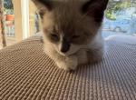 Lily - Snowshoe Kitten For Sale - 