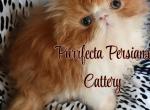 Cfa red and white male persian kitten - Persian Kitten For Sale - 