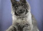 Citron - Maine Coon Kitten For Sale - Miami&comma; FL&comma; US