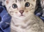 MB1 - Bengal Kitten For Sale - Jersey City&comma; NJ&comma; US