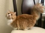 Munchkin Napoleon Orange Female - Munchkin Cat For Sale - Orlando&comma; FL&comma; US