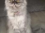 Bella - Persian Cat For Adoption - Houston&comma; TX&comma; US