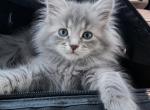 Majestic maine coons - Maine Coon Kitten For Sale - Monroe&comma; OH&comma; US