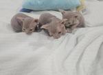 Naked babies - Sphynx Kitten For Sale - Janesville&comma; WI&comma; US