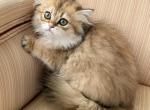 Golden British Longhair Female - British Shorthair Kitten For Sale - Orlando&comma; FL&comma; US