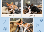 Austin TX Cornish Rex Kittens - Cornish Rex Kitten For Sale - Round Rock&comma; TX&comma; US