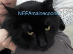 Stud Service NEPA - Domestic Cat For Sale - 