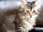 Fluffy Girl Main Coon Mix - Maine Coon Kitten For Sale - 