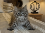 TICA Mink Ragdoll kittens - Ragdoll Kitten For Sale - North Lima&comma; OH&comma; US