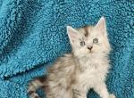 Cade - Maine Coon Kitten For Sale - 