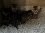 KC Buddy litter - Bengal Cat For Sale - Macon&comma; MO&comma; US