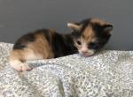 Calico - Domestic Kitten For Sale - 
