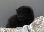 Midnight - Domestic Kitten For Sale - 