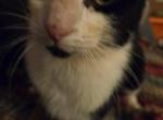 Mary & her 3 kittens - Domestic Kitten For Adoption - 