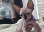 Smudge Biscuit - Sphynx Kitten For Sale - Pompano Beach&comma; FL&comma; US