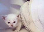 Pink collar Siamese - Siamese Kitten For Sale - Meadville&comma; PA&comma; US