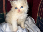 Bunny litter - Ragamuffin Kitten For Sale - Williamsport&comma; OH&comma; US