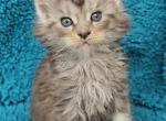 Yasmin - Maine Coon Kitten For Sale - Campbell&comma; NY&comma; US