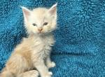 Eitan - Maine Coon Kitten For Sale - Campbell&comma; NY&comma; US