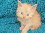 Koby - Maine Coon Kitten For Sale - Campbell&comma; NY&comma; US