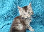 Sasha - Maine Coon Kitten For Sale - Campbell&comma; NY&comma; US