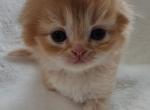 Martin - Scottish Fold Kitten For Sale - Grand Rapids&comma; MI&comma; US