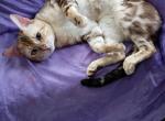 Capone - Bengal Cat For Sale/Service - Columbia&comma; SC&comma; US