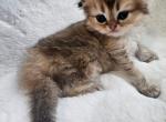 Astin - Scottish Fold Kitten For Sale - Grand Rapids&comma; MI&comma; US