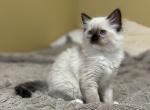Sage - Ragdoll Kitten For Sale - New Smyrna&comma; FL&comma; US
