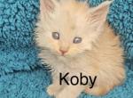 Koby - Maine Coon Kitten For Sale - 