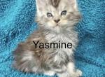 Yasmine - Maine Coon Kitten For Sale - 