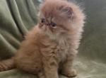 Cfa extreme red tabby male - Persian Kitten For Sale - 